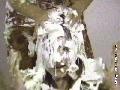 preview pic mfvideoonline.com