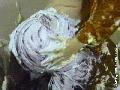 preview pic mfvideoonline.com